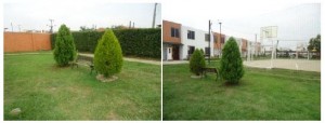 pinos